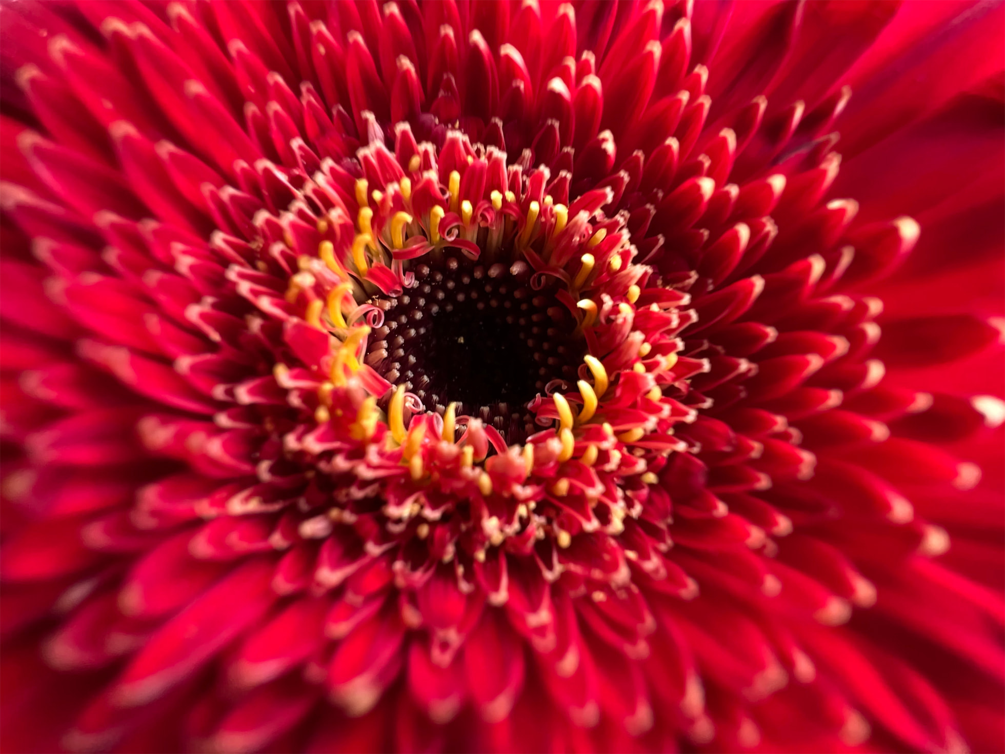 Macro-objectif iPhone 13 Pro Max Zoom sur le centre d'une fleur rouge, distinguant son pollen